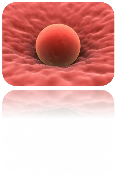 Human Embryo